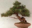 European Black Pine